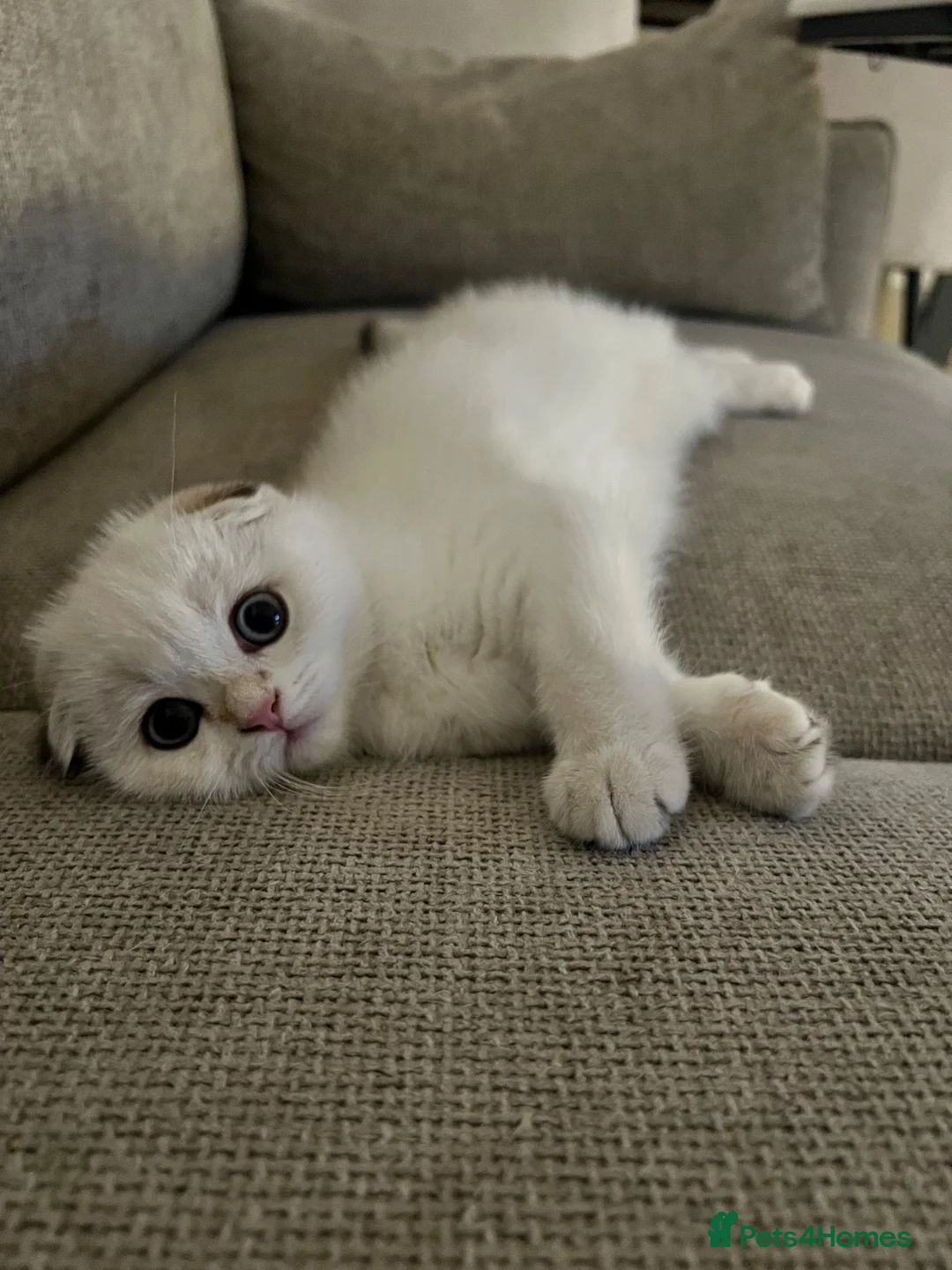 Scottish Fold cats for sale: The most cuddly & affectionate Scottish Fold baby - Advert 2