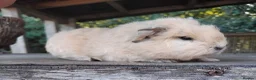Guinea Pig rodents for sale: Swiss, Dalmation,Chocolate, Tort & White baby boys - Advert 12