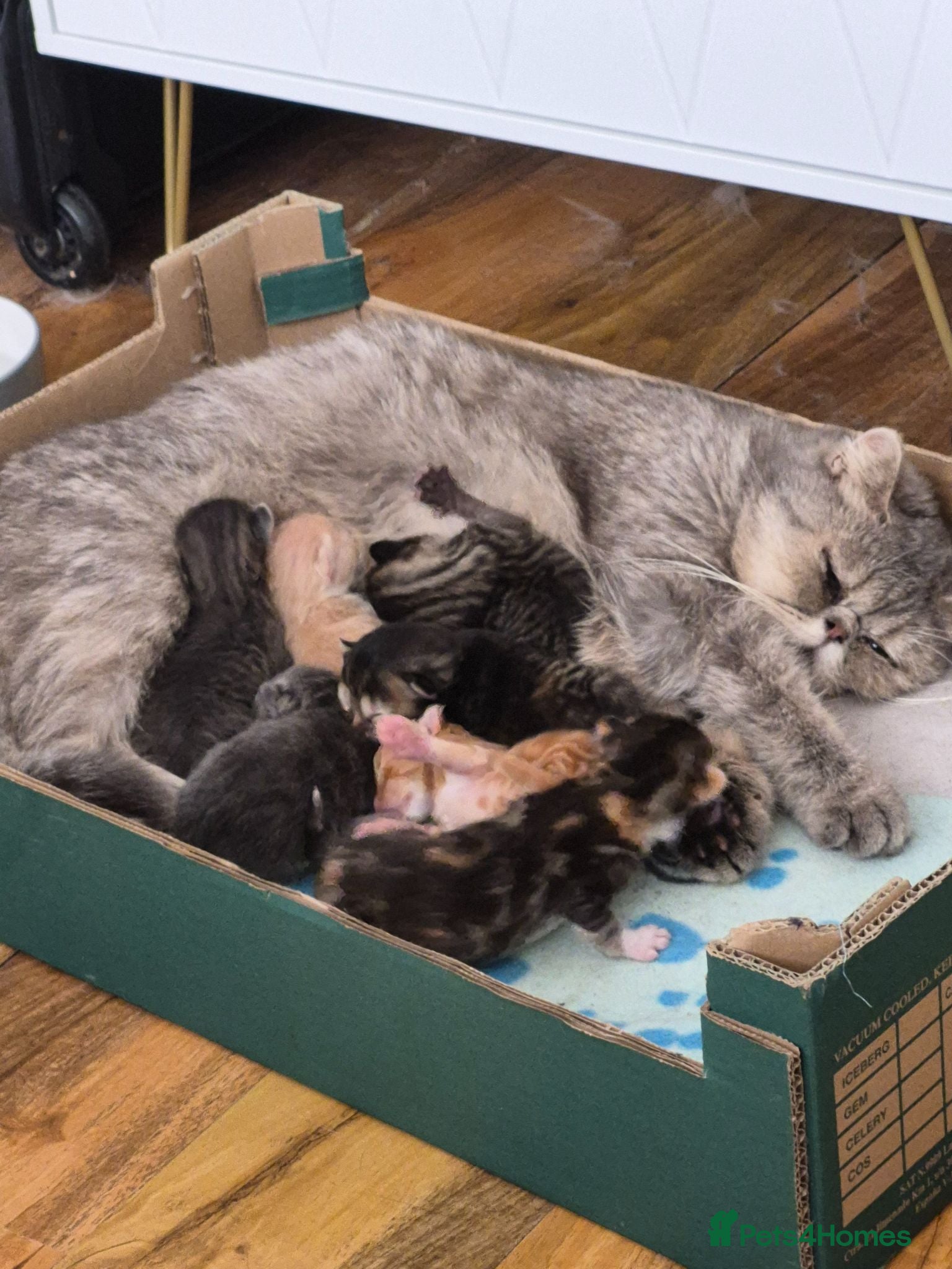 Exotic cats My Betty has a beautiful litter of kittens  - Advert 1