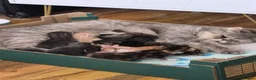 Exotic cats for sale: My Betty has a beautiful litter of kittens  - Advert 1