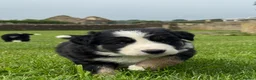 Border Collie dogs for sale: Border Collie Puppy’s litter of 6 gorgeous pups.  - Advert 23