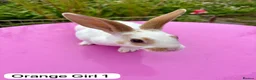 Rex rabbits for sale: Mini Rex Rabbits Mixed Colours Very Friendly  - Advert 5