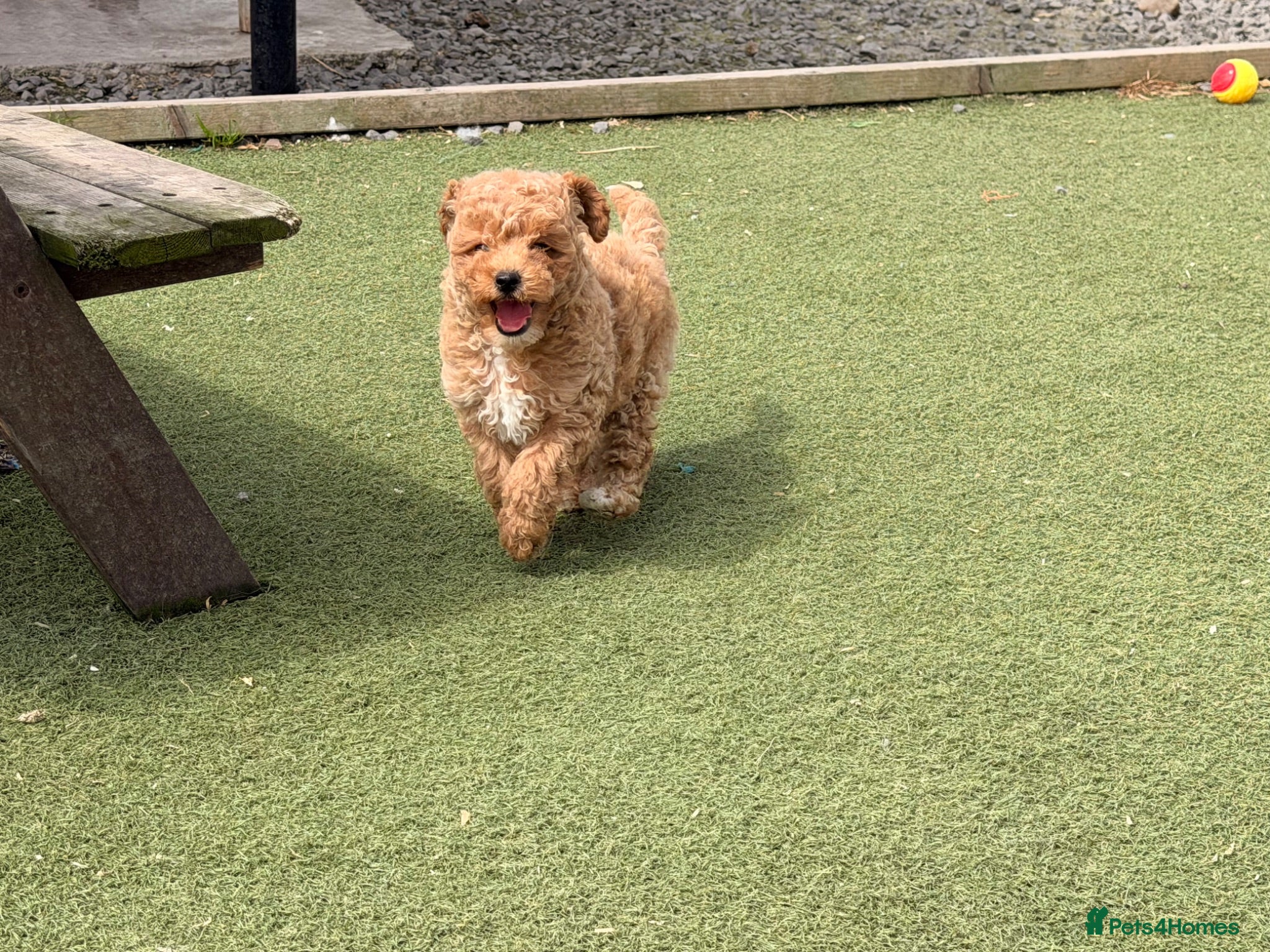 Poochon dogs 🌸 Poochon Girls Available Now 🌸 - Advert 2