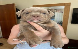 Olde English Bulldogge dogs for sale: Old English bulldog puppies - Image 3