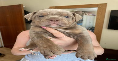 Olde English Bulldogge dogs - Advert 1