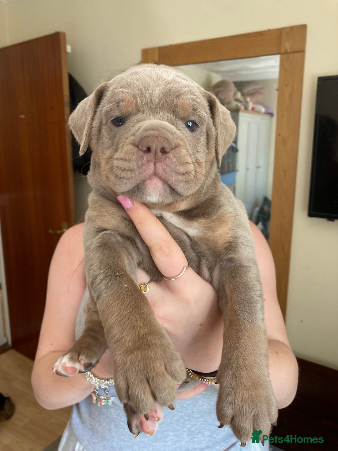 Olde English Bulldogge dogs for sale: Old English bulldog puppies - Image 3