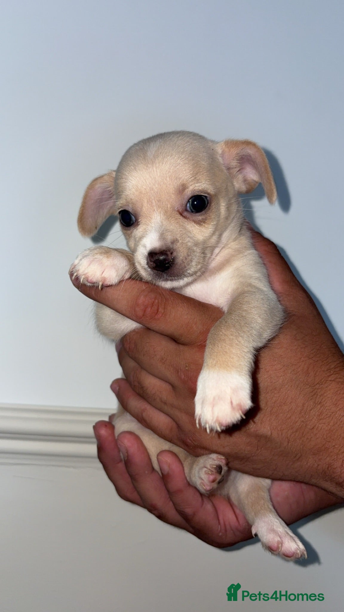 Chihuahua dogs Beautiful Chihuahua Puppies - Advert 1