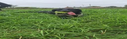 Springador dogs for sale: 8 Months old puppy  in Hull - Advert 2