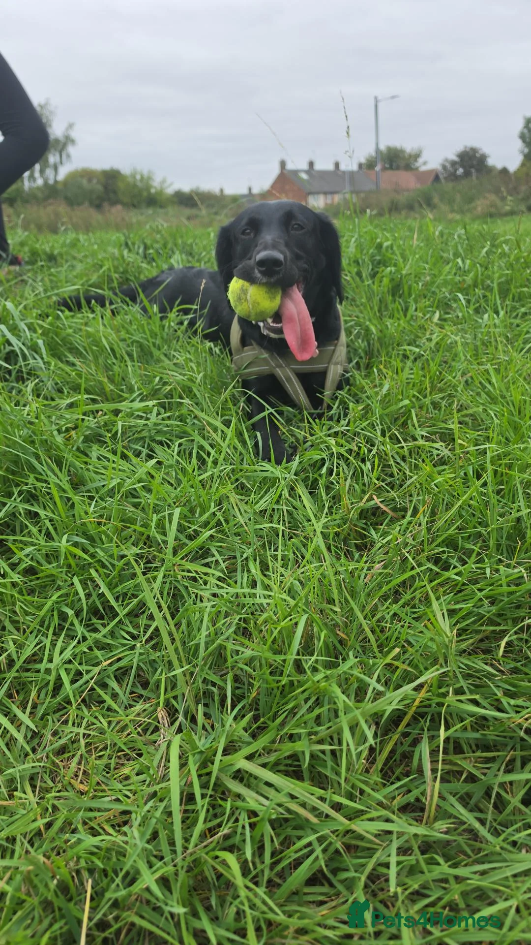 Springador dogs for sale: 8 Months old puppy  in Hull - Advert 2