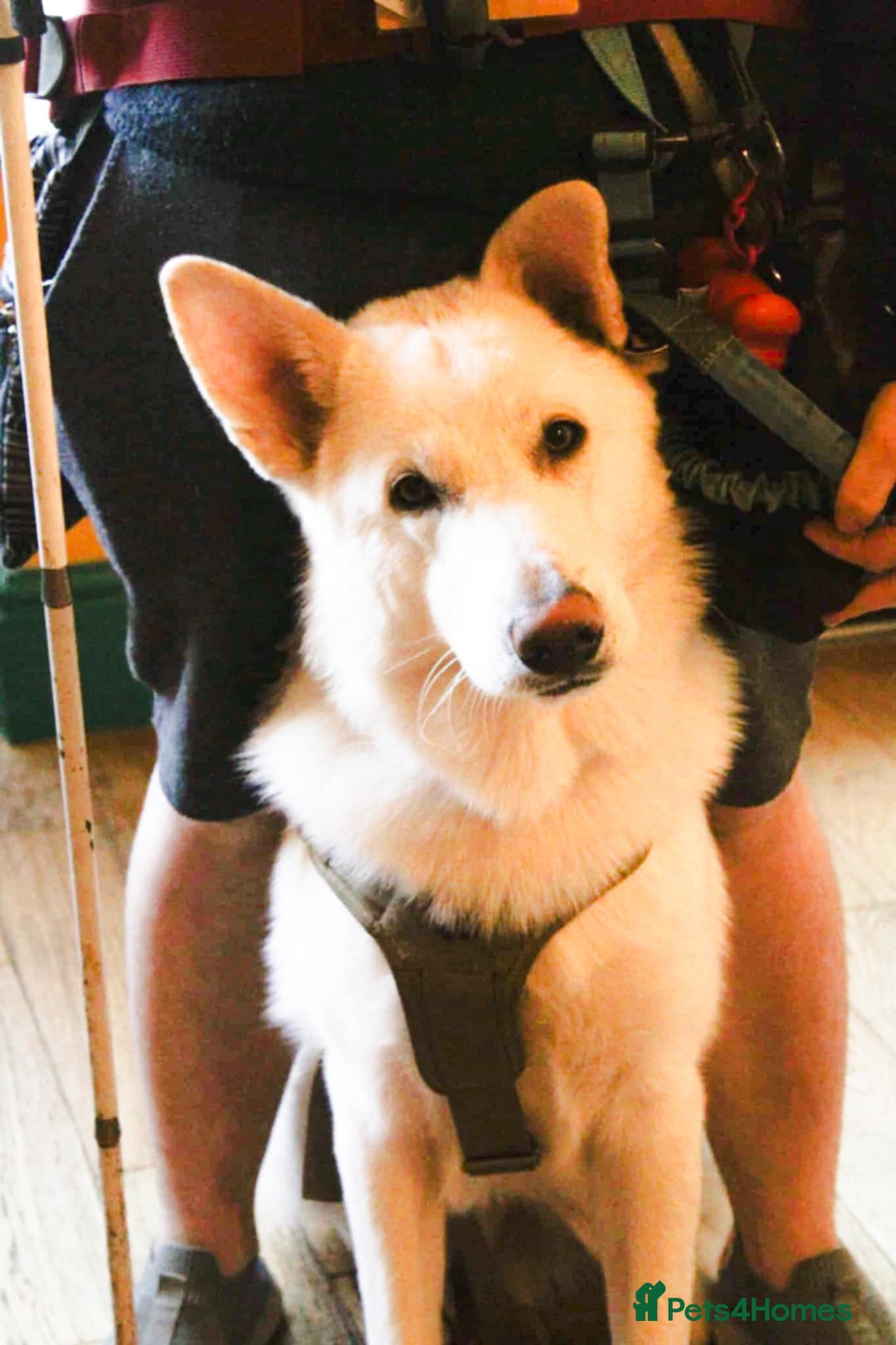 German Shepherd dogs for sale: White german sheperd  - Image 4