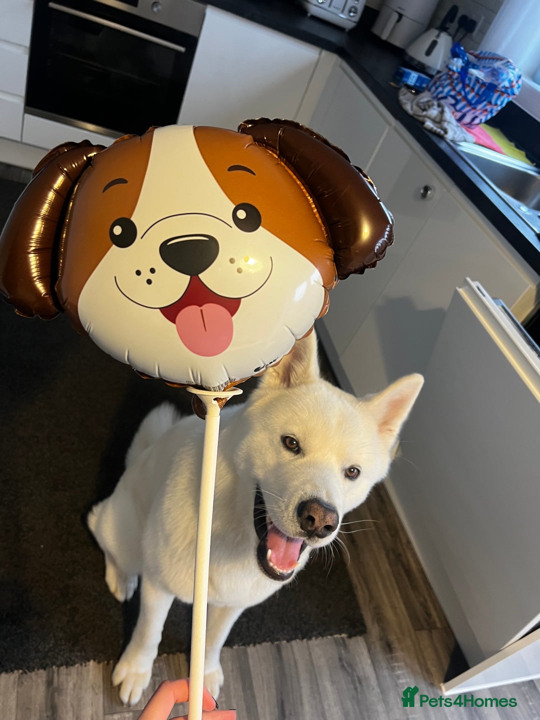 Japanese Akita Inu dogs for sale: Akai  - Advert 6