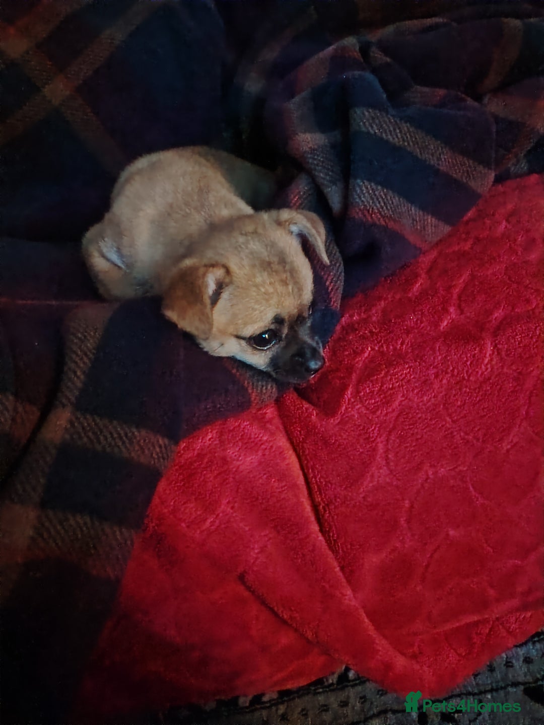 Pomchi dogs for sale: Pomchi girl phoebe  - Advert 18