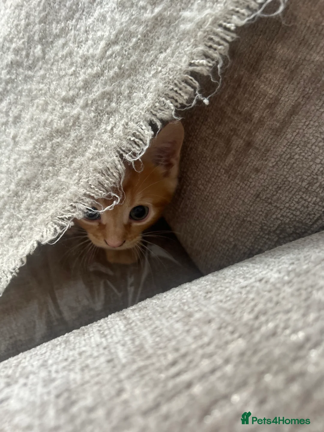 Maine Coon cats for sale: Mainecoon Kittens  - Advert 16