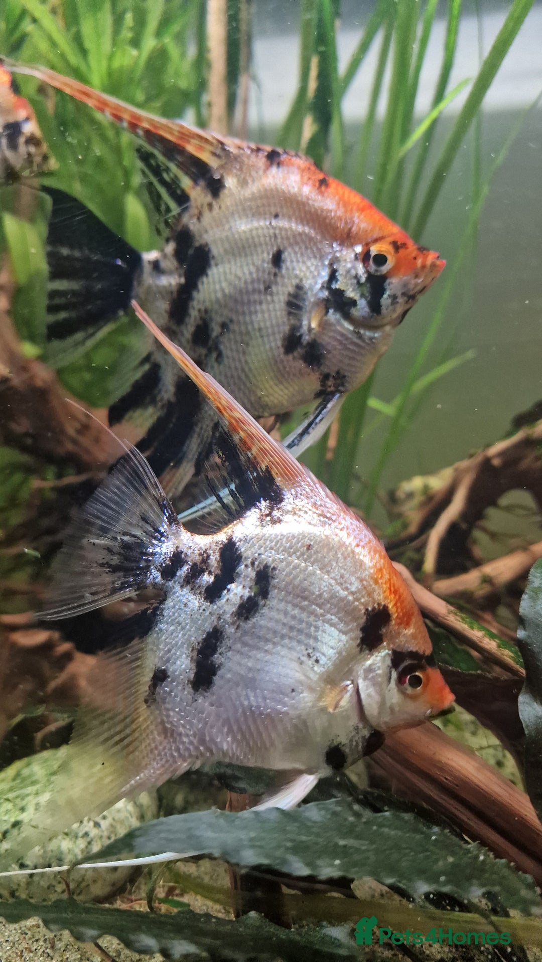 Angelfish fish for sale: Koi Angelfish - Image 8