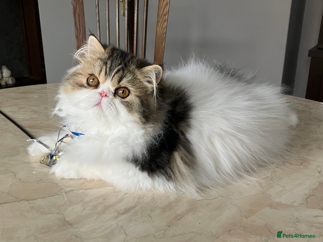 Persian cats for sale: Pedigree Persian kitten for sale - Image 4