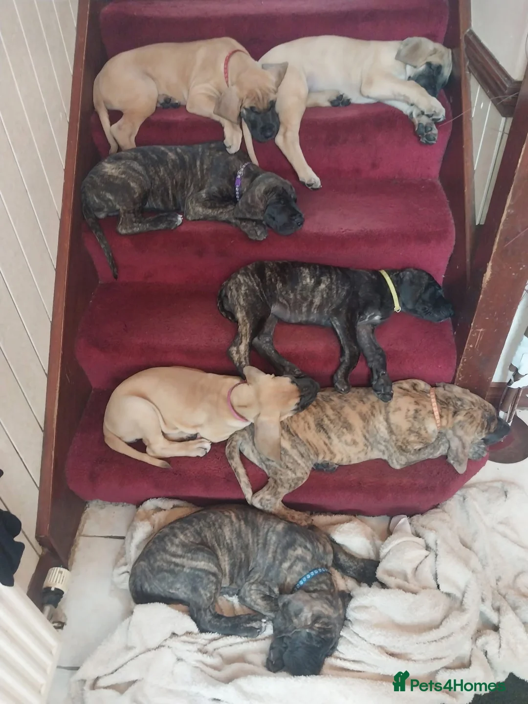 Great Dane dogs for sale: Outstanding Quality KC Reg Great Dane Pups - Advert 2