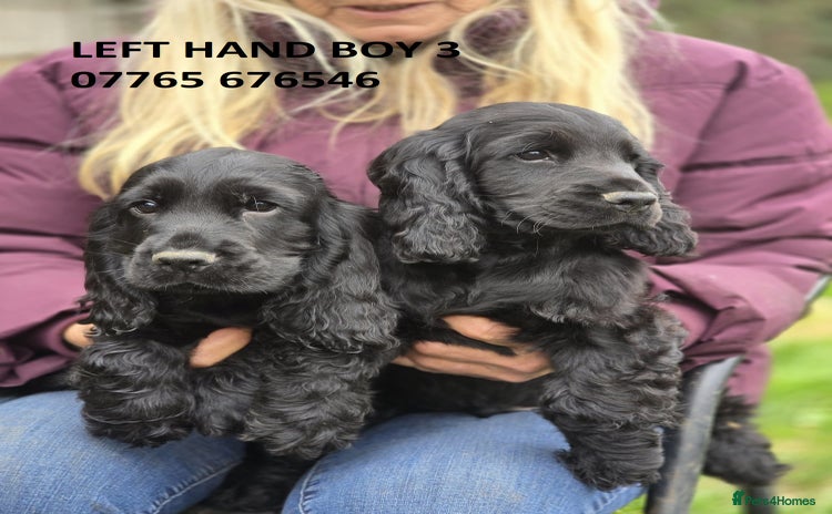 Cocker Spaniel dogs - Advert 2
