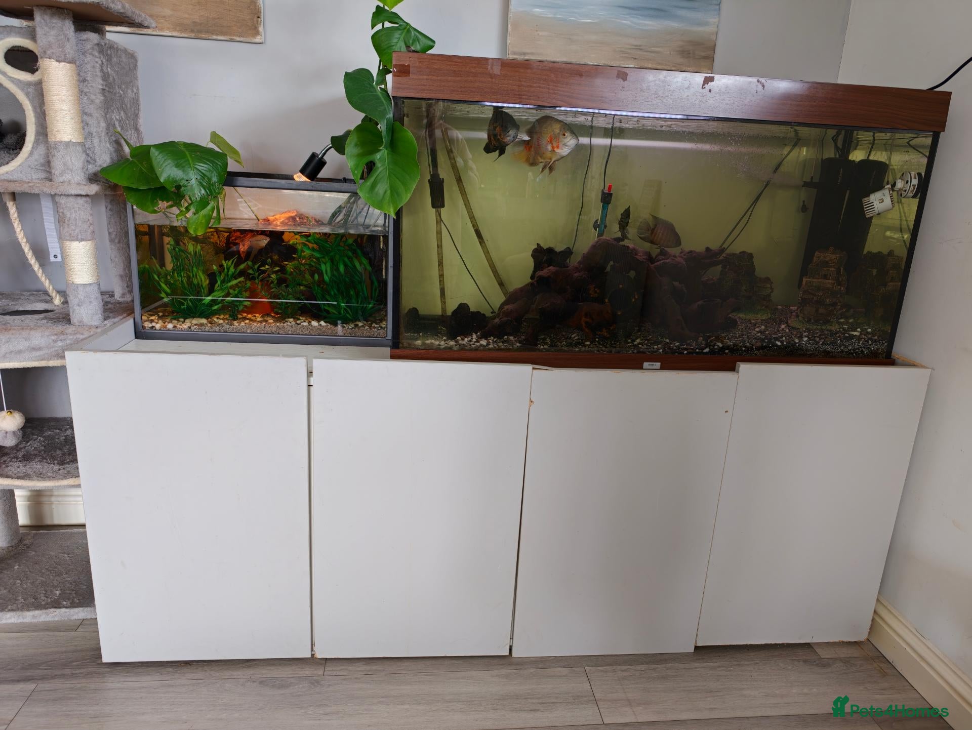 Cichlids fish Full setup 400litre plus fish - Advert 11