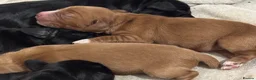 Cocker Spaniel dogs for sale: Cocker spaniel Pups - Advert 16