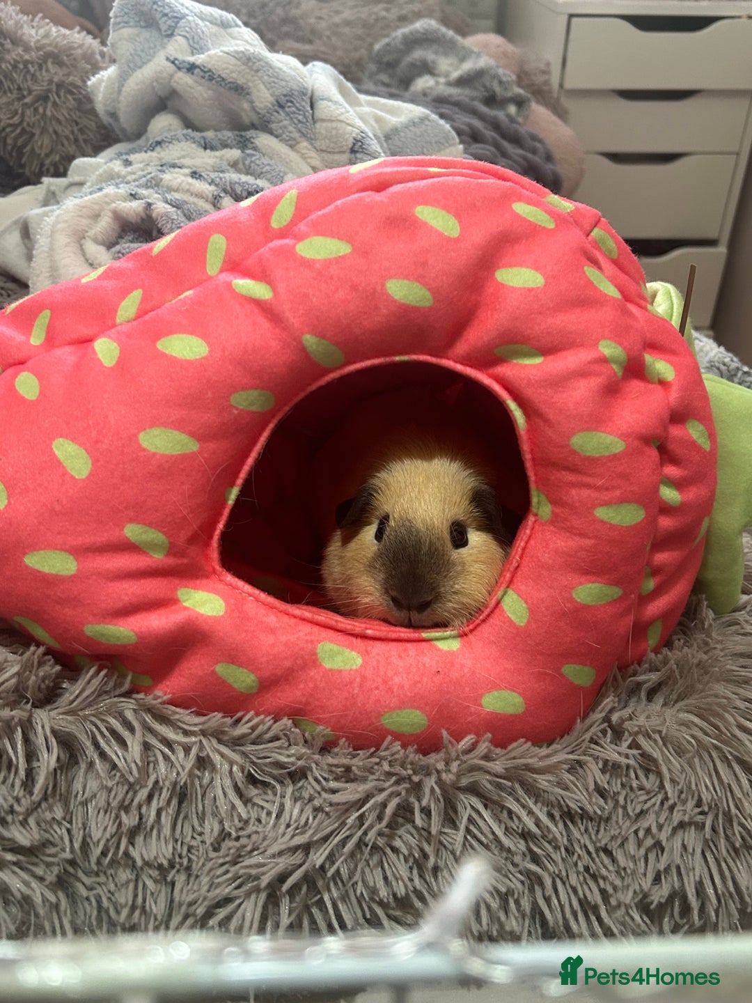 Guinea Pig rodents for sale: Beautiful mixed gender guinea pigs  - Advert 7