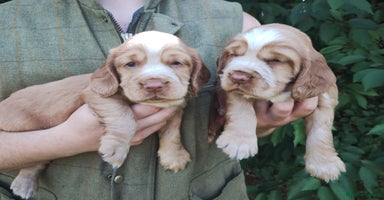 Cocker Spaniel dogs - Advert 11