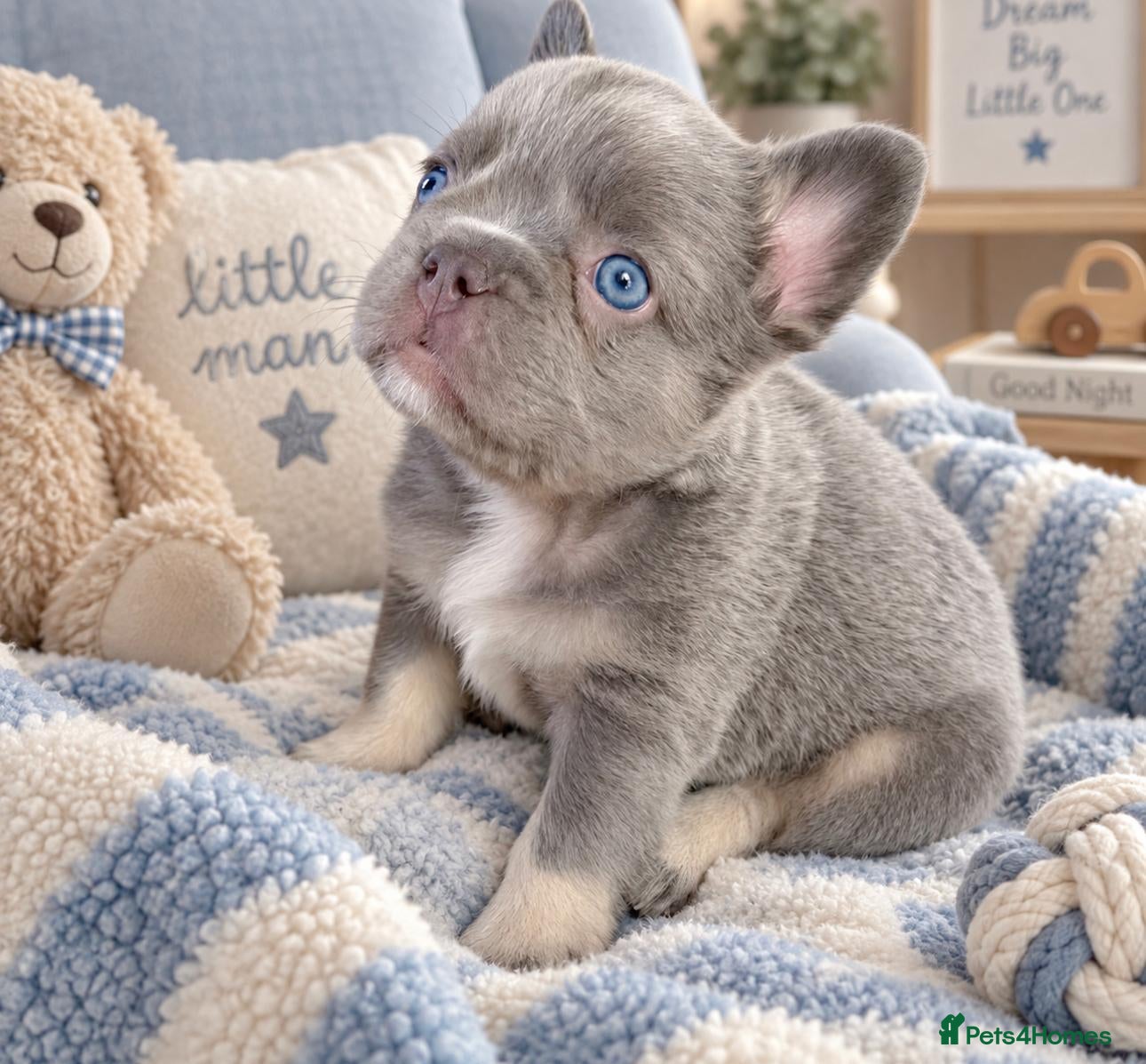 French Bulldog dogs READY NOW Lilac,blue - Advert 1