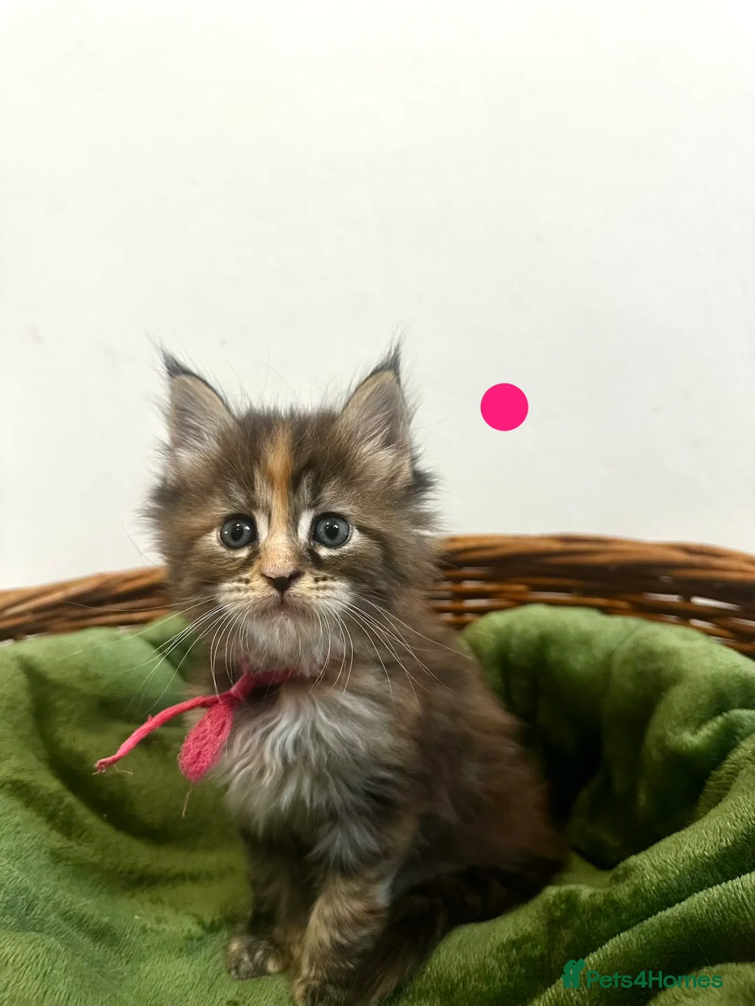 Maine Coon cats for sale: ❗️🐾Warning: Extremely Cute Maine Coon Kittens🐾❗️ - Advert 2