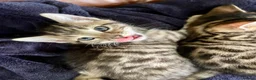 Bengal cats for sale: Beautiful Bengal Kittens for Sale, Pure Bengal Mum - Advert 10
