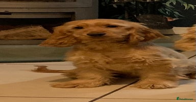 Cocker Spaniel dogs - Advert 16