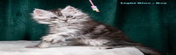 Maine Coon cats for sale: XL PEDIGREE TICA REGISTERED MAINE COON KITTENS - Advert 18