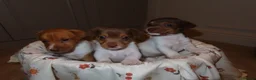 Jack Russell dogs for sale: 🐾 Traditional short legged Jack Russel puppy’s 🐾 - Advert 7