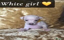 Italian Greyhound dogs for sale: Pedigree KC Reg Italian Greyhounds Champion lines in Durham - Image 31