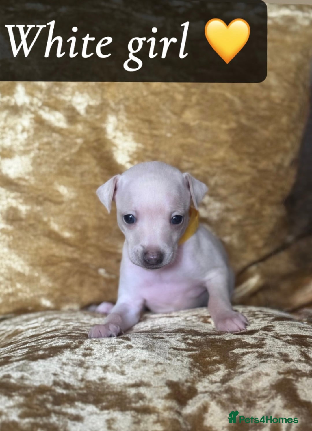 Italian Greyhound dogs for sale: Pedigree KC Reg Italian Greyhounds Champion lines in Durham - Image 31