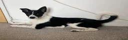 Mixed Breed dogs for sale: Mabon🐶  in Llanelli - Advert 3