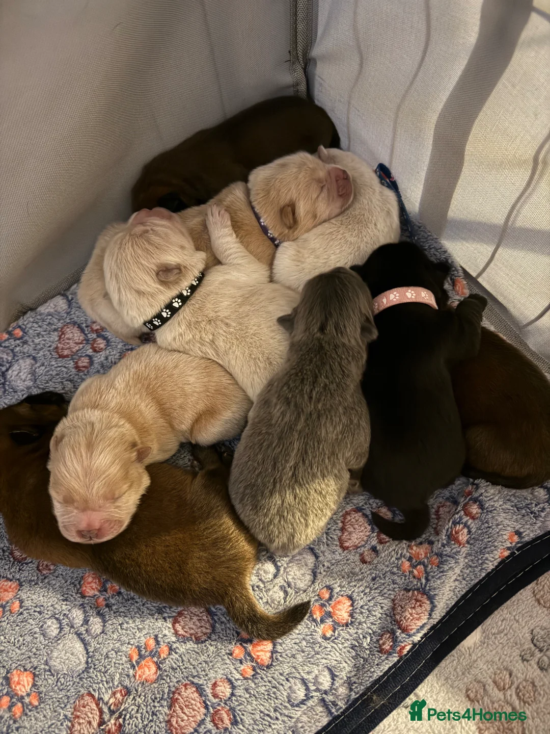 Chow Chow dogs for sale: 5 girls/4 boys full Chow Chow puppies - Advert 1