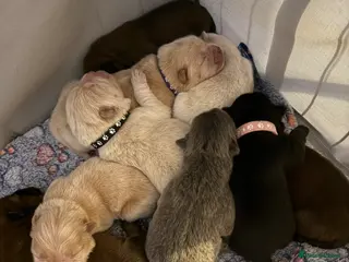 Chow Chow dogs 5 girls/4 boys full Chow Chow puppies - Advert 2