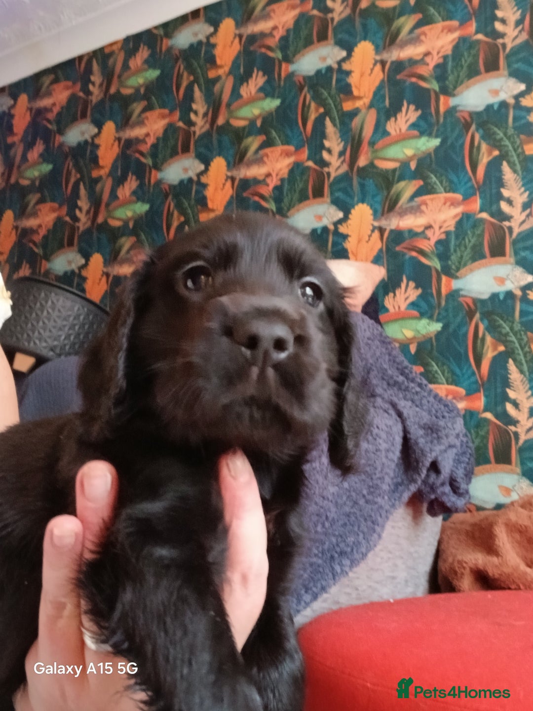 Cocker Spaniel dogs for sale: Gorgeous cocker spaniel pups for sale - Image 7