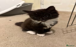 Mixed Breed cats for sale: Beautiful kittens for sale  - Image 6