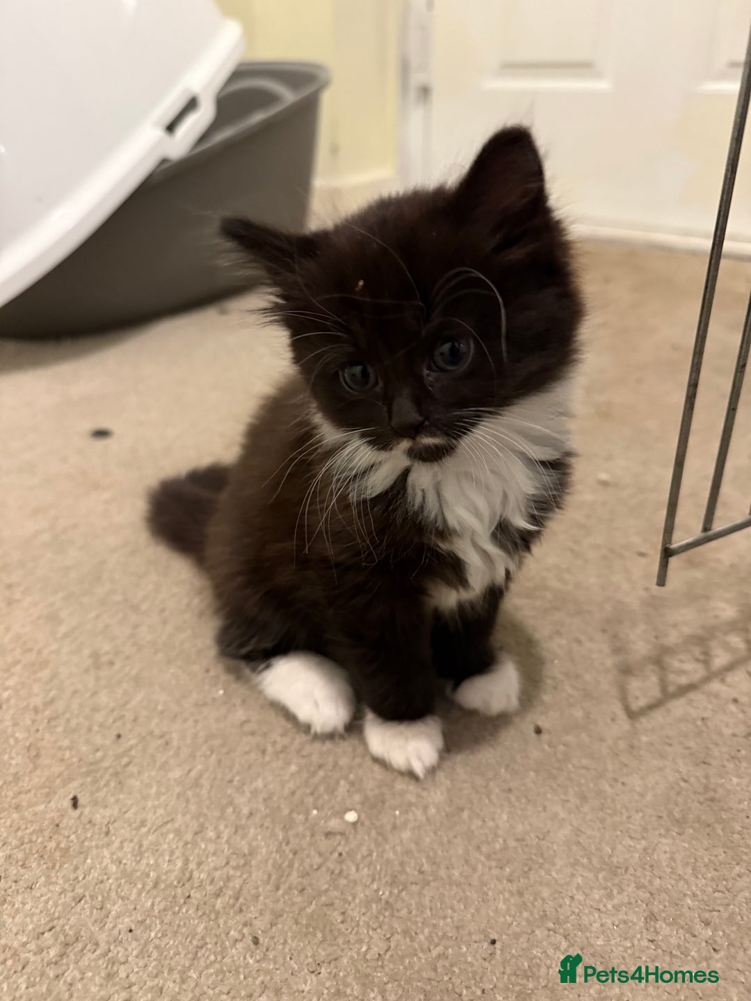 Mixed Breed cats for sale: Beautiful kittens for sale  - Image 6