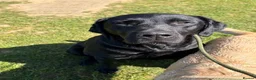 Labrador Retriever dogs for sale: ** experienced home only ** Male Black Lab  in Sheffield - Advert 6