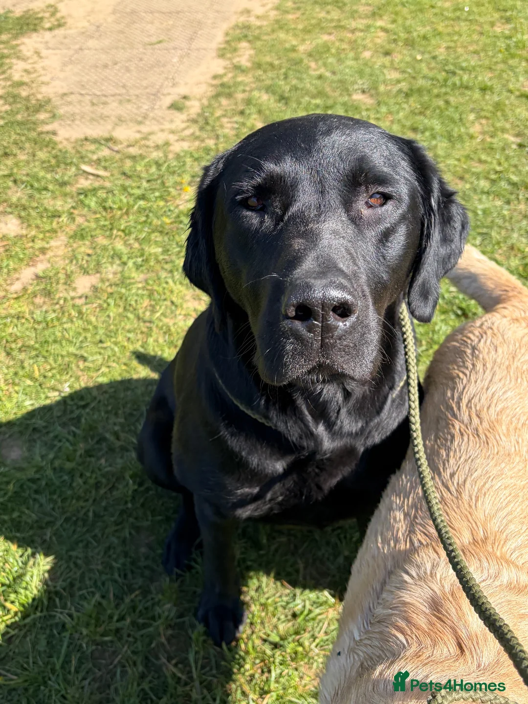 Labrador Retriever dogs for sale: ** experienced home only ** Male Black Lab  in Sheffield - Advert 6