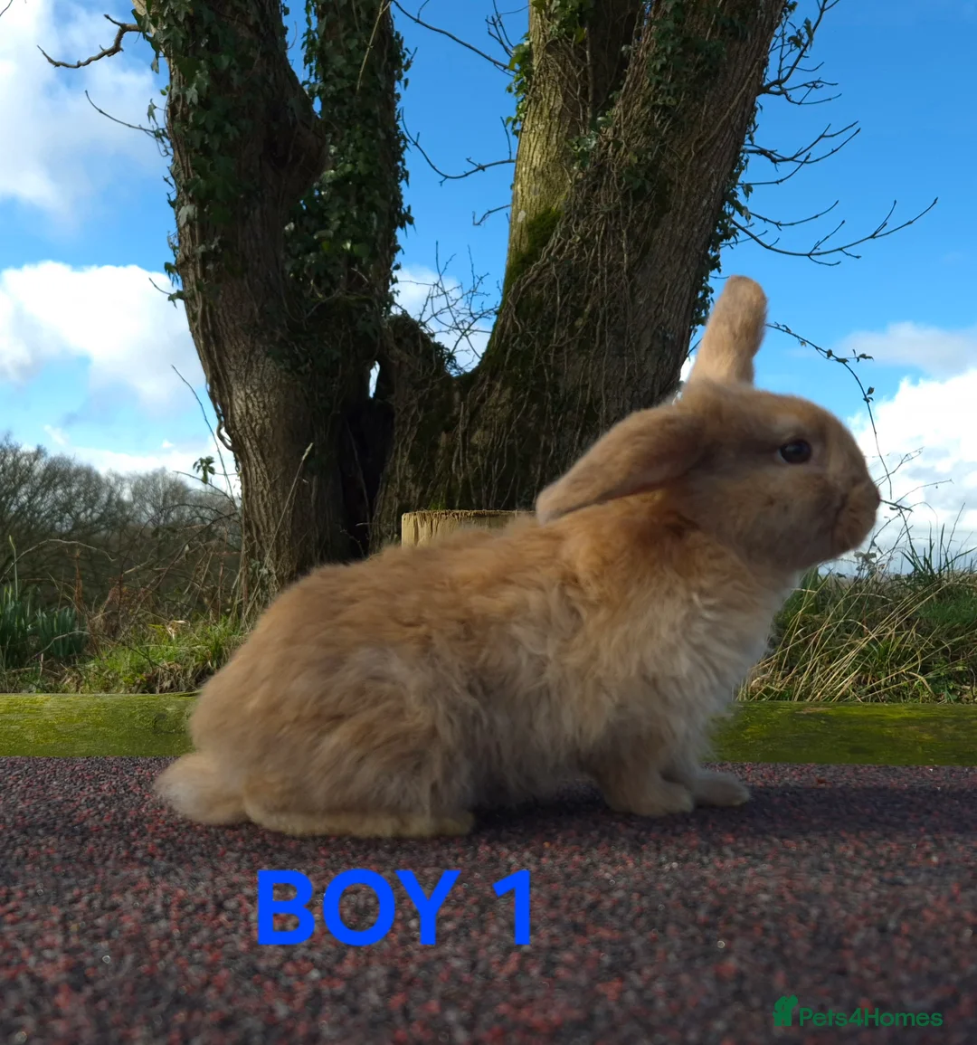 French Lop rabbits for sale: Stunning French Lops  - Advert 3