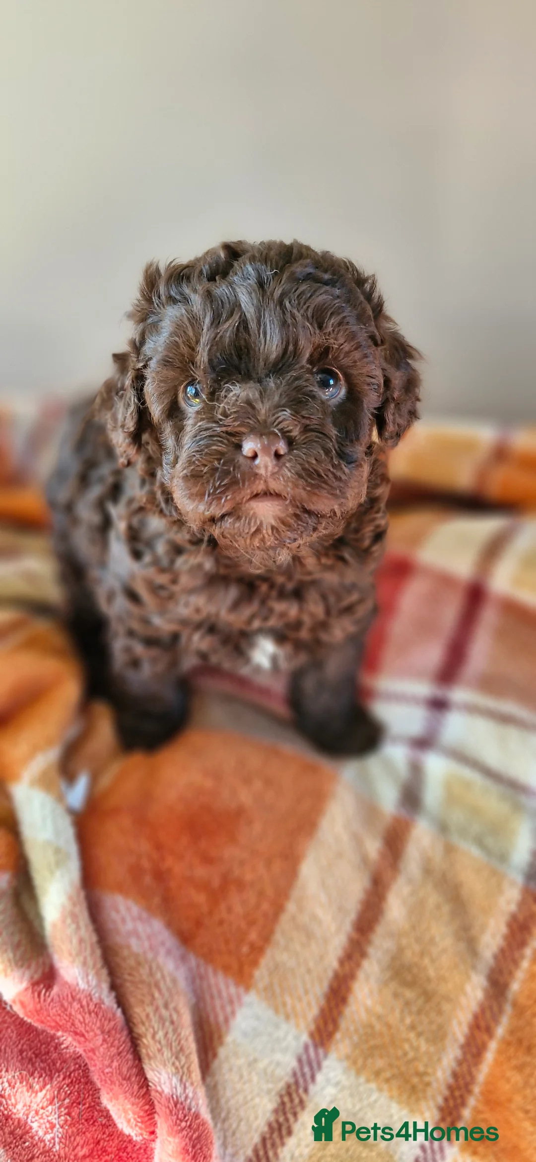 Poodle dogs for stud: Merle black & silver poodle for stud only .  in Lincoln - Advert 16