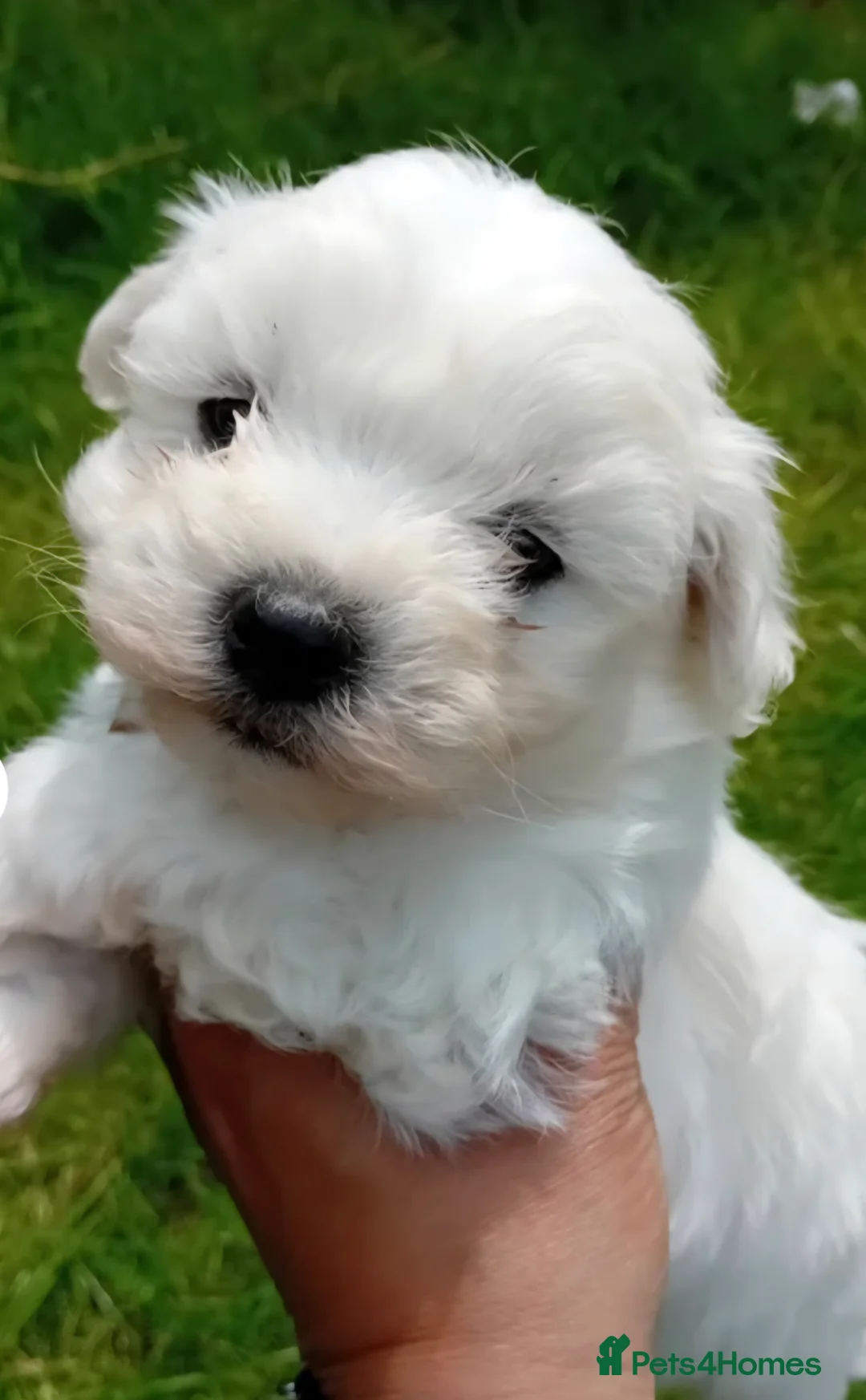 Bichon Frise dogs for sale: Bishon pedigree puppys - Advert 4