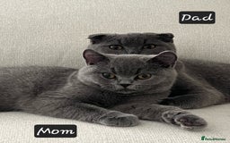 Scottish Fold cats for sale: ✨British Shorthair x Scottish Fold Kittens✨️ - Image 3