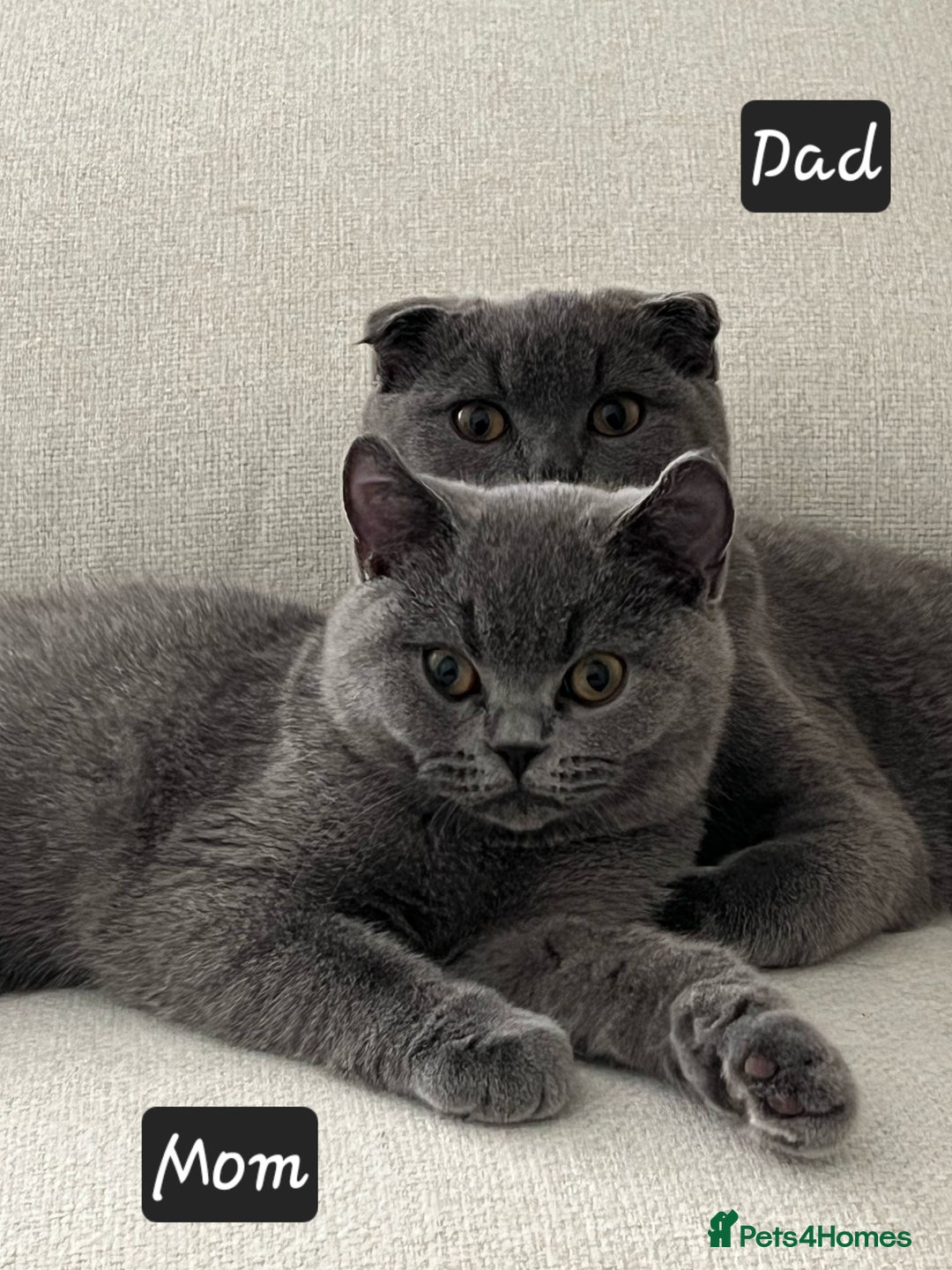 Scottish Fold cats for sale: ✨British Shorthair x Scottish Fold Kittens✨️ - Image 3