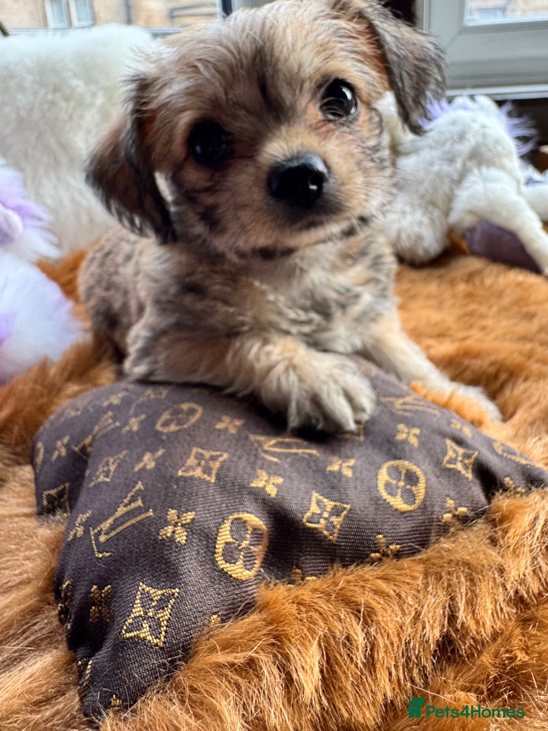 Mixed Breed dogs for sale:  Bichon x chihuahua ready now £800 - Image 1