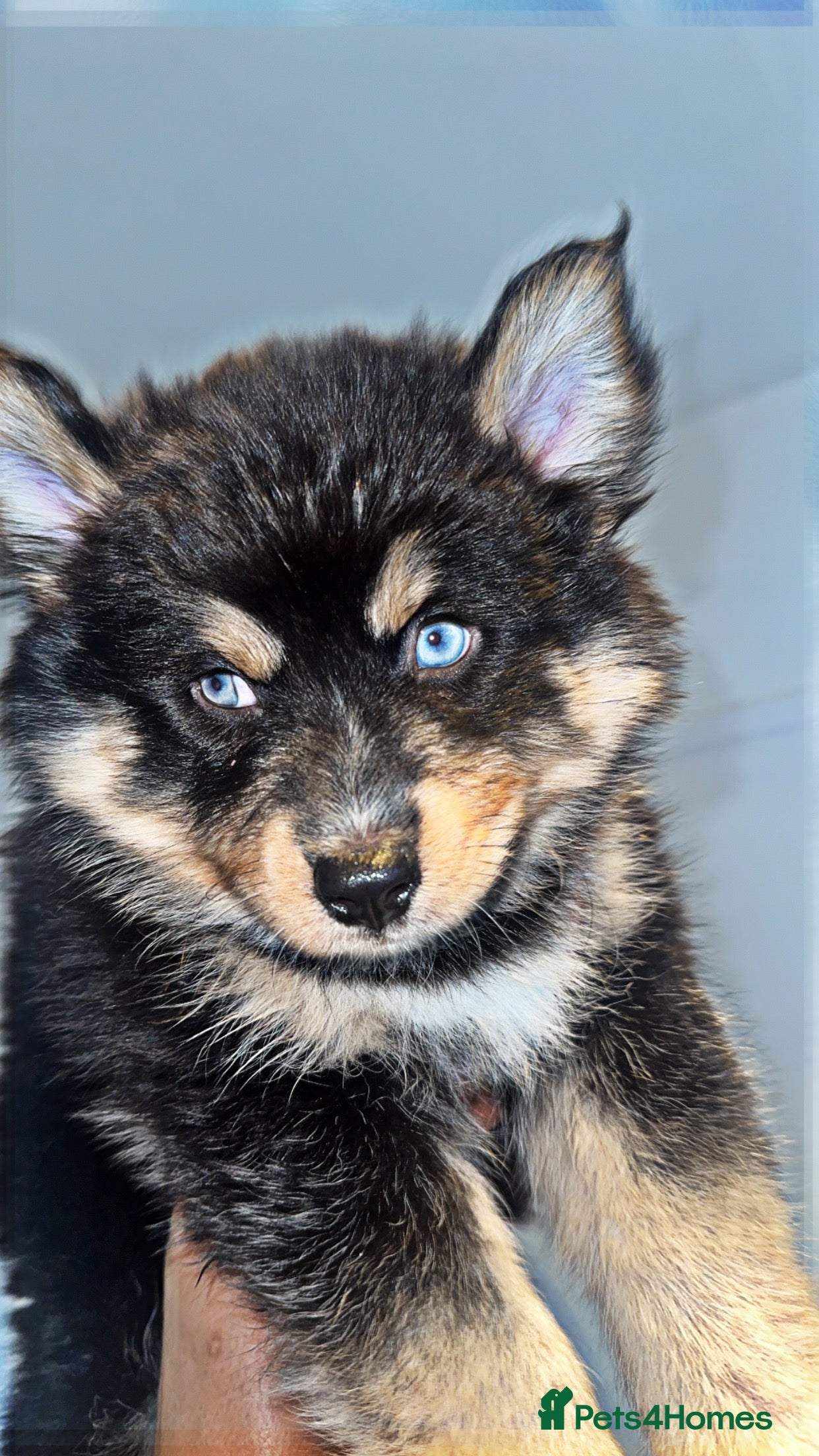 Pomsky dogs BLUE EYED Family-Raised Pomsky Pups  - Advert 2