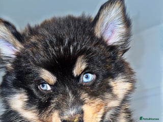Pomsky dogs BLUE EYED Family-Raised Pomsky Pups - Advert 2