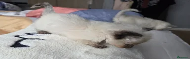 Ragdoll 4